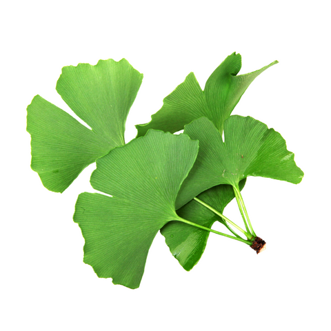 Ginkgo Biloba