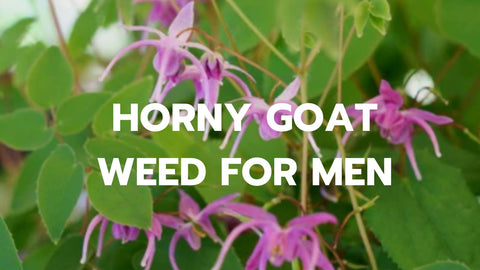 Horny Goat Weed for Men